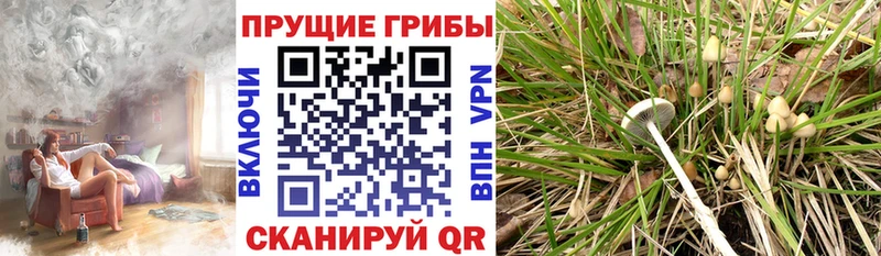 Псилоцибиновые грибы Cubensis  Володарск 